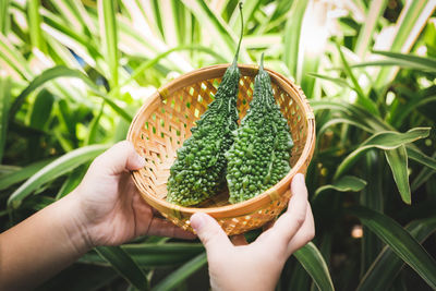 Midsection of person holding plant