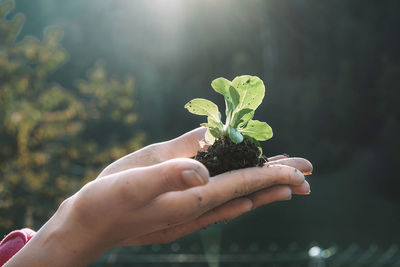 Midsection of person holding plant