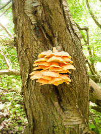 Close-up of mushroom growing on tree trunk