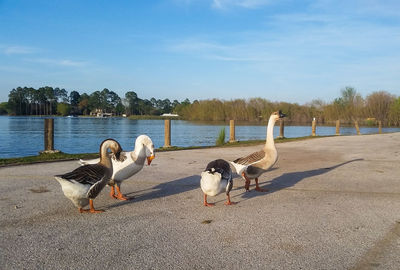 View of geese in front of calm lake