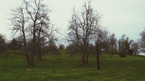 Trees on grassy field