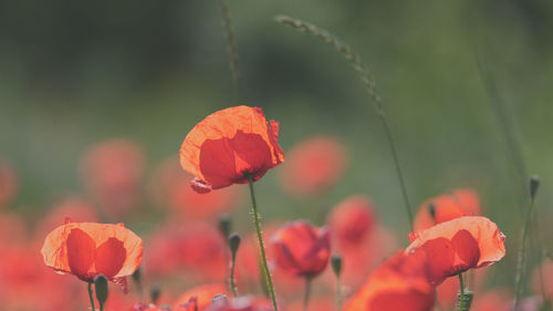 Close-up of orange poppy flowers