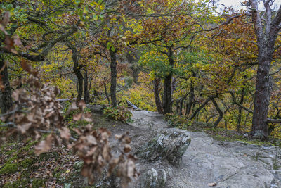 Trees growing in forest during autumn