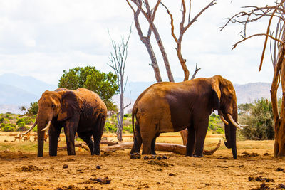 Elephants on field at tsavo east national park