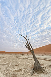 Driftwood on sand dune in desert against sky