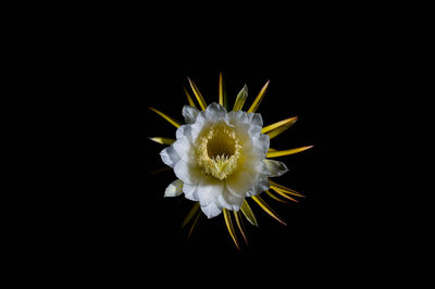 Close-up of white flower against black background