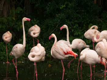 Flaminogos in a group