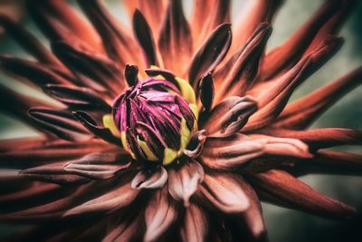 Close-up of flower blooming outdoors