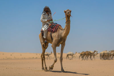 Camel herder. sitting on a camel. around him is the desert. behind the herder, camels are following.