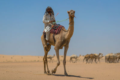 Side view of camels on sand at desert against clear sky