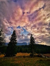 Trees on field against sky during sunset