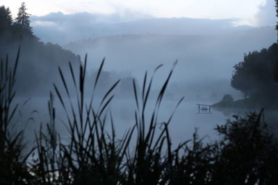 Close-up of plants against sky