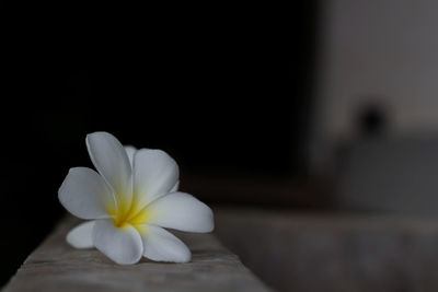 Close-up of white flower