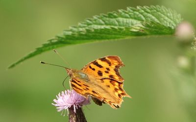 Close-up of butterfly pollinating on flower