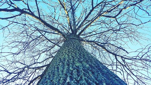 Low angle view of bare trees against sky