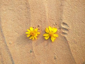 High angle view of yellow flowering plant