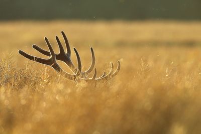 Deer amidst plants on field during sunny day