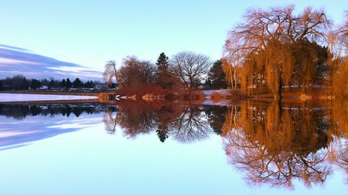 Reflection of trees in calm lake