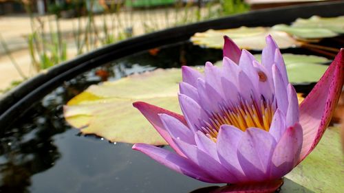 Close-up of lotus water lily in pond