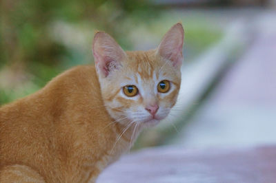 Close-up portrait of ginger cat