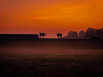 Silhouettes of two cows on a dyke overlooking fog covered meadows prior to sunrise