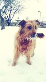 Portrait of dog standing on snow