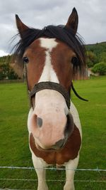 Portrait of horse standing on field