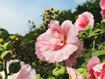 Close-up of pink flowering plant