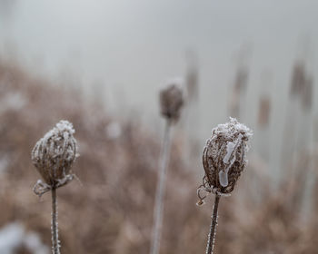 Close-up of wilted plant during winter