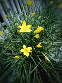 Close-up of yellow crocus flowers on field