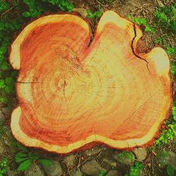 Plants growing on field