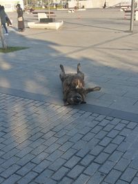 High angle view of dog on footpath