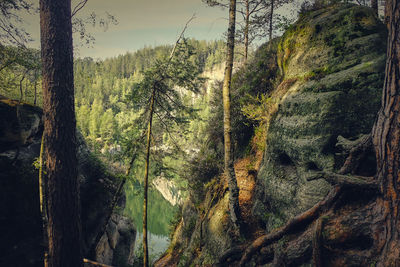 View of trees in forest