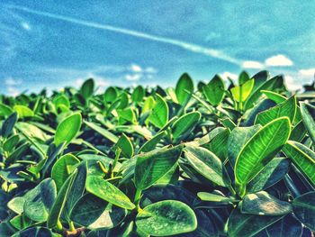 Close-up of plants against sky