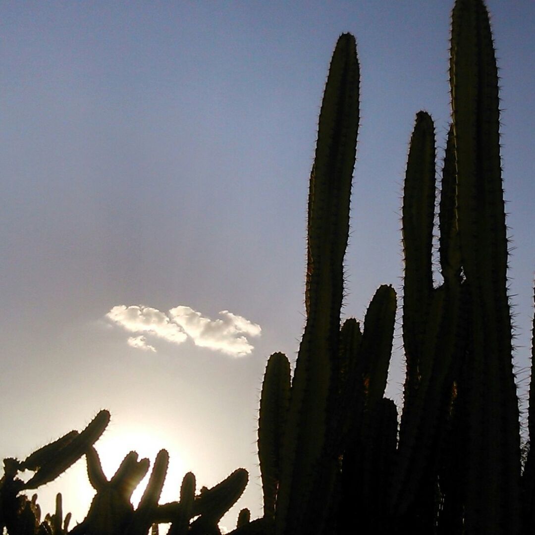 low angle view, growth, sky, leaf, nature, palm tree, silhouette, beauty in nature, sunlight, tree, plant, tranquility, outdoors, no people, day, close-up, cactus, blue, clear sky, palm leaf