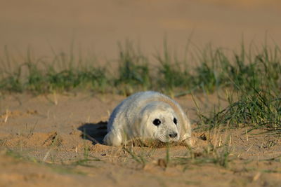 A grey seal pup on a beach