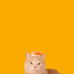 Close-up of cat against yellow background