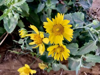 Close-up of yellow flowering plant