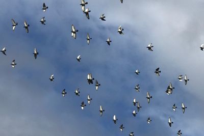 Low angle view of birds flying in sky