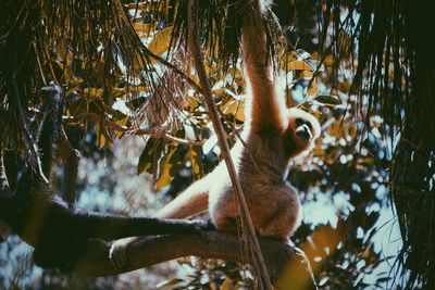 Low angle view of squirrel on tree