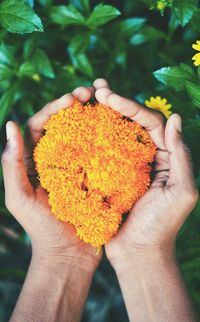 Close-up of hand holding yellow flower