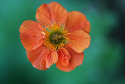 Close-up of orange flower