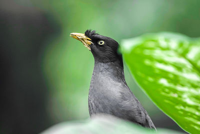 A black little bird with dead leaf on its beak, starring hopefully to the sky above.