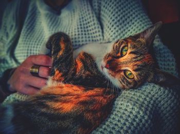 Cat relaxing on hand