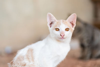 Portrait of white cat