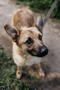 Cute dog with beautiful eyes sitting on the street among the green grass. 