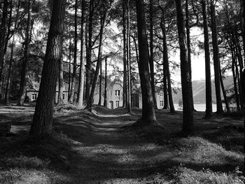 Trees in forest