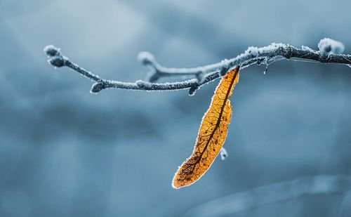 Close-up of frozen branch against sky during winter