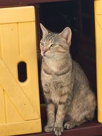 Close-up of cat sitting