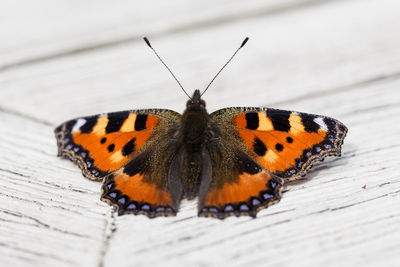 Close-up of butterfly